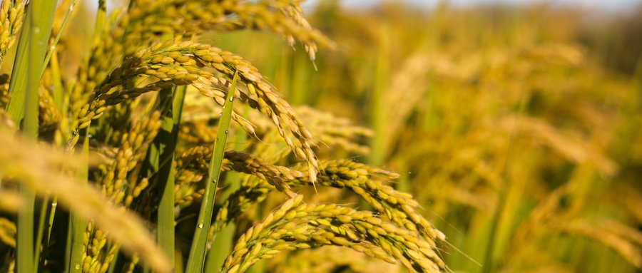 CA88(中国区)唯一官方网站